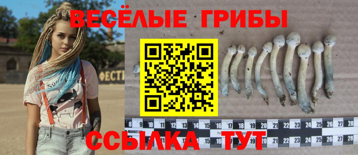 Псилоцибиновые грибы Cubensis Тутаев